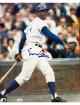 Ernie Banks signed Chicago Cubs MLB Licensed 8x10 Photo- Ernie White Promotions COA